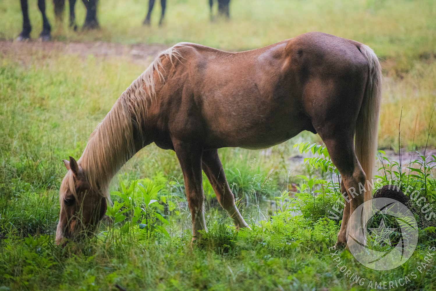 A tan domesticated trail horse with a blonde mane grazes in a field in Cades Cove, Great Smoky Mountains National Park.