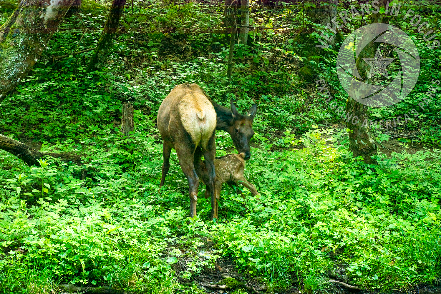 An elk cow nurses her young calf in a lush green forest clearing in Great Smoky Mountains National Park.